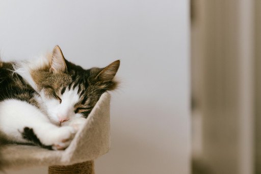 DIY Cat Cage: A Comprehensive Guide to Building a Safe and Comfortable Home for Your Feline Friend