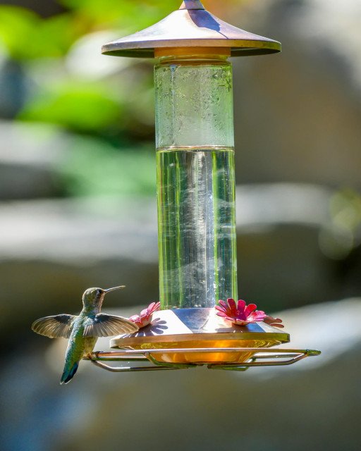 The Ultimate Guide to Crafting Homemade Suet Feeders for a Thriving Backyard Bird Sanctuary